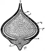 EB1911 Palaeobotany - Lepidocarpon Lomaxii - seed.jpg