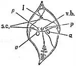 EB1911 Palaeobotany - Lepidodendron leaf-base.jpg