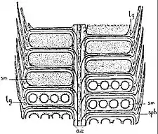 EB1911 Palaeobotany - Lepidostrobus - cone.jpg