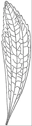 EB1911 Palaeobotany - MacClintockia trinervata.jpg