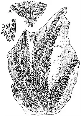 EB1911 Palaeobotany - Matonidium Goepperti.jpg