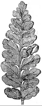 EB1911 Palaeobotany - Neuropteridium validum.jpg