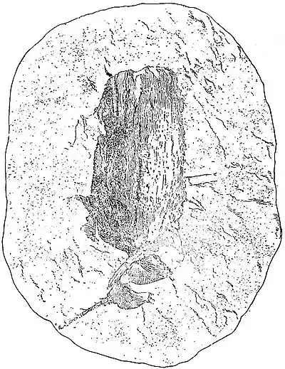 EB1911 Palaeobotany - Neuropteris heterophylla.jpg