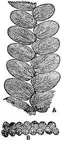 EB1911 Palaeobotany - Otozamites.jpg