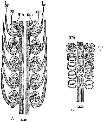 EB1911 Palaeobotany - Palaeostachya and Archaeocalamites.jpg