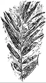 EB1911 Palaeobotany - Podozamites lanceolatus.jpg