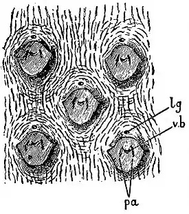 EB1911 Palaeobotany - Sigillana Brardi.jpg