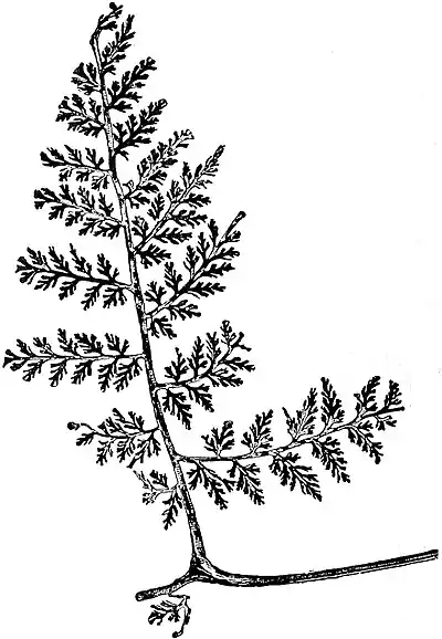 EB1911 Palaeobotany - Sphenopteris elegans.jpg