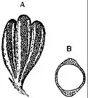 EB1911 Palaeobotany - Zygopteris pinnata.jpg