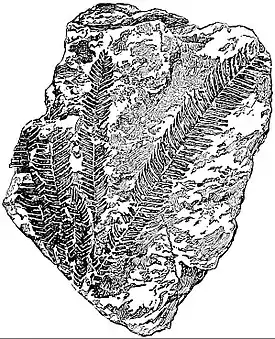 EB1911 Palaeobotany - fronds of Williamsonia pecten.jpg