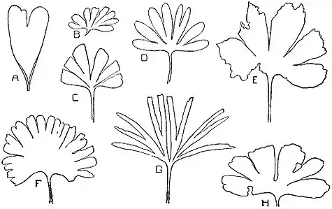 EB1911 Palaeobotany - leaves of Ginkgoales.jpg