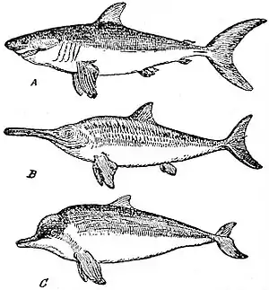 EB1911 Palaeontology - convergent evolution.jpg