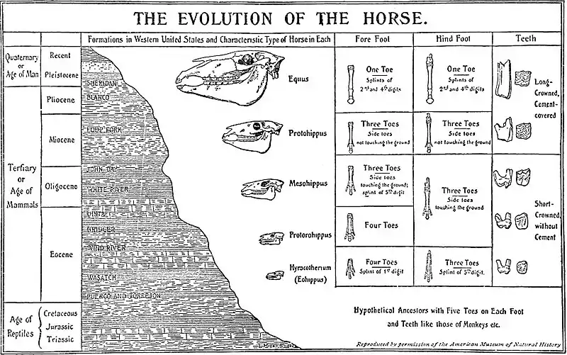 EB1911 Palaeontology - evolution of the horse.jpg