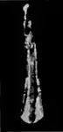 EB1911 Palaeontology - hind foot bone - front view - hypohippus.jpg