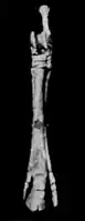 EB1911 Palaeontology - hind foot bone - front view - mesohippus.jpg