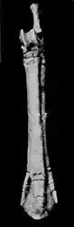 EB1911 Palaeontology - hind foot bone - front view - parahippus.jpg