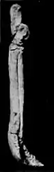 EB1911 Palaeontology - hind foot bone - side view - parahippus.jpg