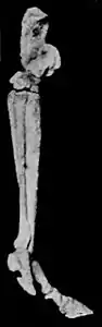 EB1911 Palaeontology - hind foot bone - side view - protohippus.jpg
