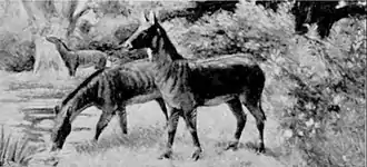 EB1911 Palaeontology - hypohippus restoration.jpg