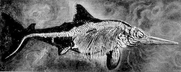 EB1911 Palaeontology - ichthyosaur skeleton.jpg