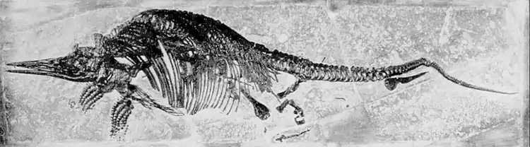EB1911 Palaeontology - ichthyosaur with young - skeletons.jpg