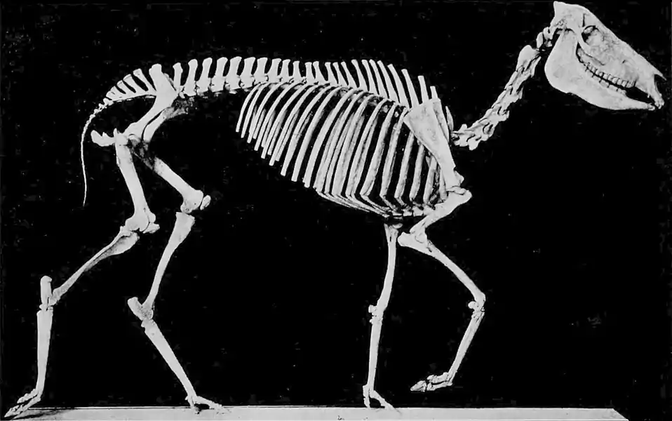 EB1911 Palaeontology - neohipparion.jpg