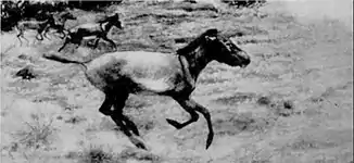 EB1911 Palaeontology - neohipparion restoration.jpg