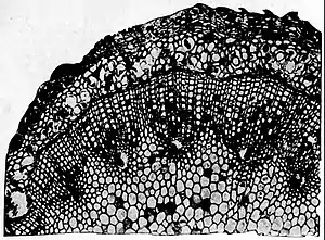EB1911 Paleobotany - Calamites - young stem.jpg