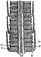 EB1911 Paleobotany - Calamostachys.jpg