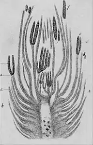 EB1911 Paleobotany - Cordaianthus Penjoni - male catkin.jpg