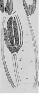 EB1911 Paleobotany - Cordaianthus Penjoni - stamens.jpg
