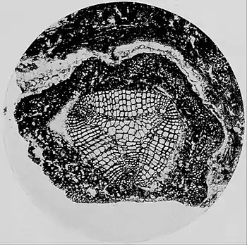 EB1911 Paleobotany - Sphenophyllum insigne - stem.jpg