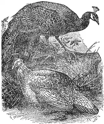 EB1911 Peacock - Japan Peafowls.jpg