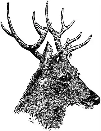 EB1911 Pecora - Head of Siamese Deer.jpg