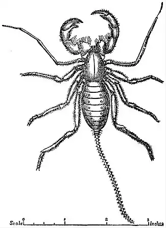 EB1911 Pedipalpi - Mexican tailed Pedipalp.jpg