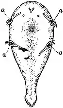 EB1911 Pentastomida - Linguatula taenioides (larval stage).jpg