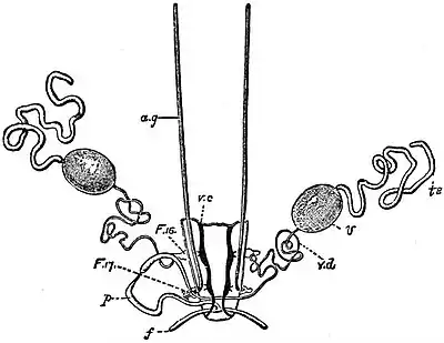 EB1911 Peripatus - P. capensis - Male Generative Organs.jpg