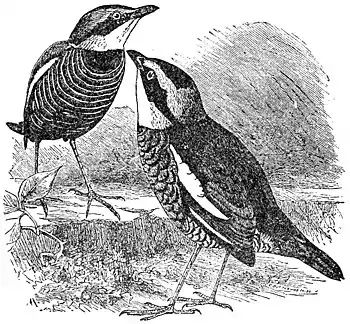 EB1911 Pitta - Pitta elegans.jpg