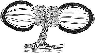 EB1911 Planarians - Double Eye found on the brain of Polyclads.jpg