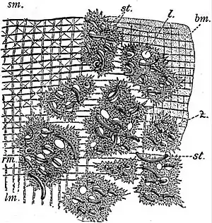 EB1911 Planarians - Integument of Mesostoma lingua.jpg