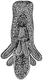 EB1911 Planarians - Larva of Yungia aurantica.jpg
