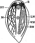 EB1911 Planarians - Nervous System of Haplodiscus.jpg