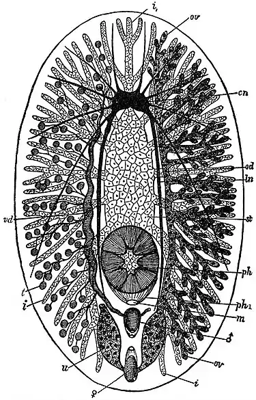 EB1911 Planarians - Plan of a Polycladid.jpg