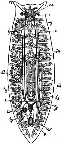 EB1911 Planarians - Plan of a Tricladid.jpg