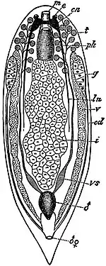 EB1911 Planarians - Plan of an Alloeocoelous Turbellarian.jpg
