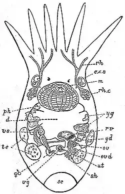 EB1911 Planarians - anatomy of Temnocephala.jpg