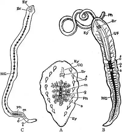 EB1911 Planarians - group of Polyclad Turbellaria.jpg