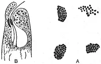 EB1911 Plants (Cytology) - flagellum and eye spots of Euglena viridis.jpg