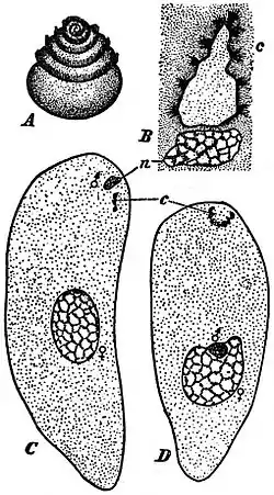 EB1911 Plants (Cytology) - spermatozoid and fertilization in Zamia.jpg