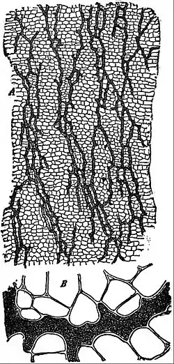 EB1911 Plants - Scorzonera hispanica - laticiferous vessels from root cortex.jpg